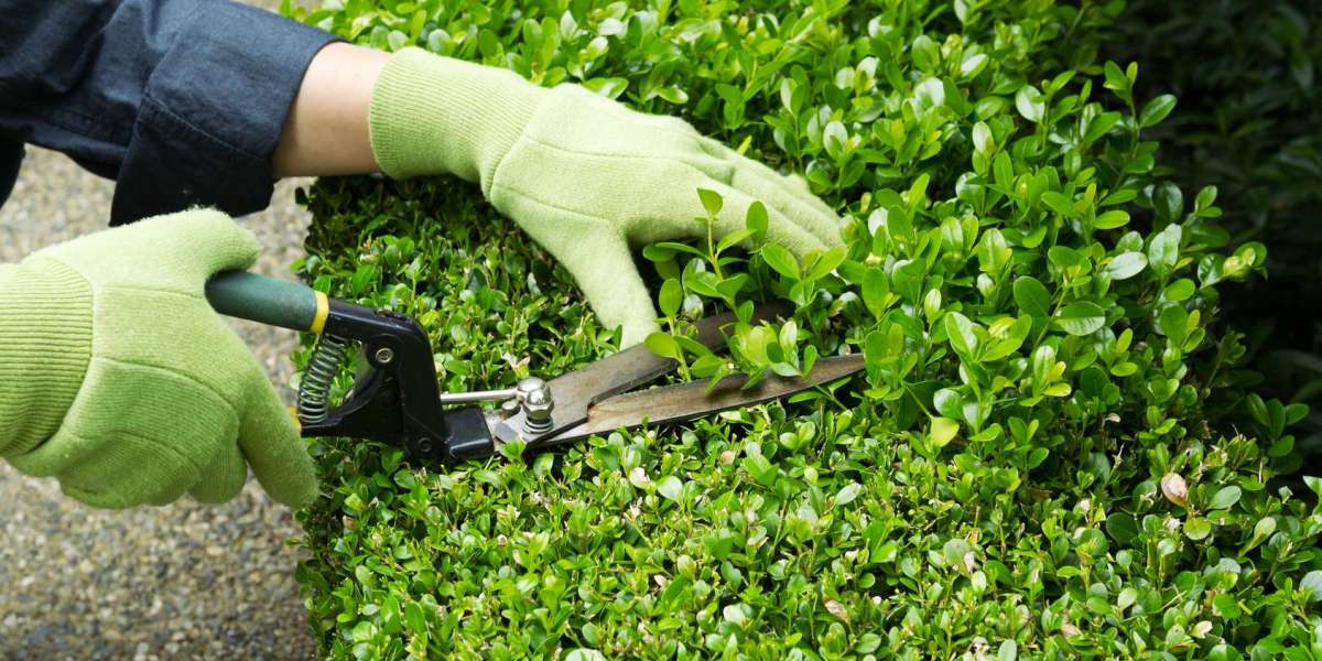 Unlock the Beauty of Your Baton Rouge Landscape with Hedge Trimming Services