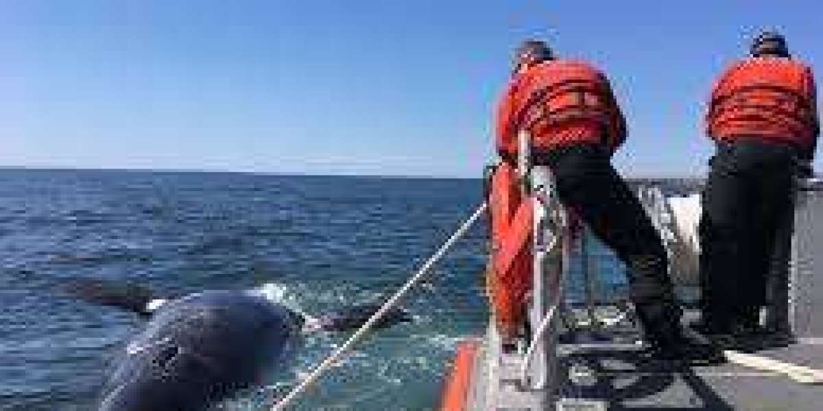 Navigating the Delicate Balance: Right Whales and the Cape Cod Canal