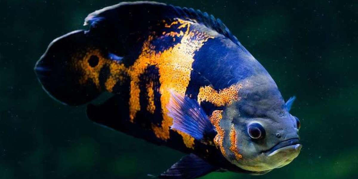 Exploring the Diverse Types of Oscar Fish